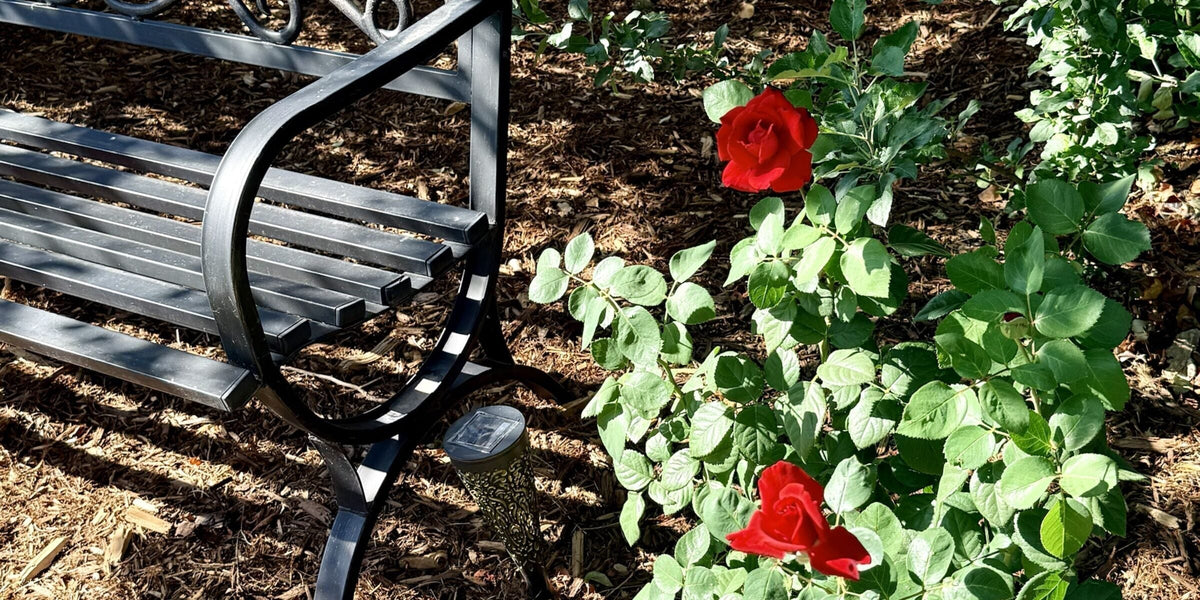 An empty black iron garden bench beside a rose bush with two red roses