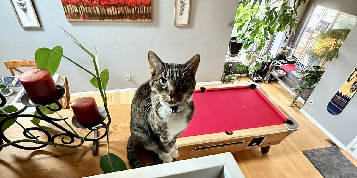 Riley, a tabby cat, sitting on a wooden ledge beside a red pool table in a sunlit living room