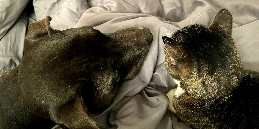 Carrie's black and white pit bull, Raine, and her tabby cat, Riley, resting nose to nose on a rumpled gray comforter. Carrie's own photo