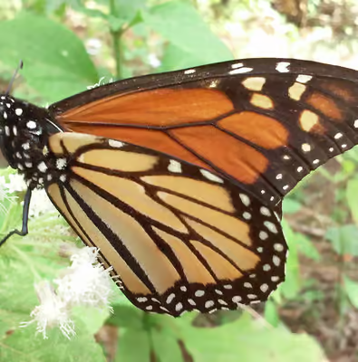 Follow the Monarchs: Michoacán, Morelia & Pátzcuaro