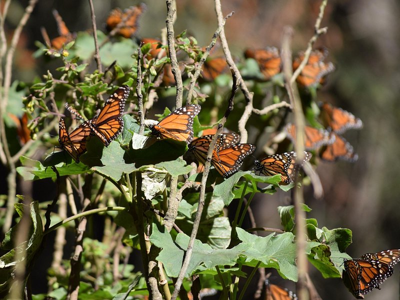 Follow the Monarchs: Michoacán, Morelia & Pátzcuaro