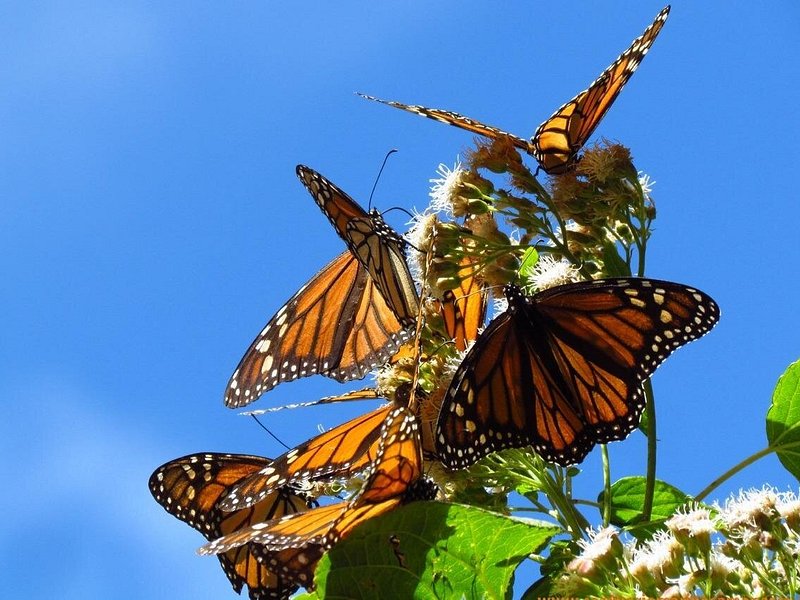 Follow the Monarchs: Michoacán, Morelia & Pátzcuaro
