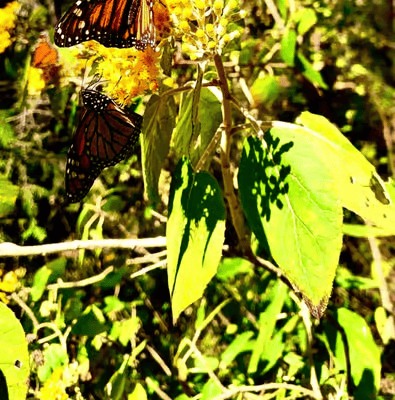 Follow the Monarchs: Michoacán, Morelia & Pátzcuaro